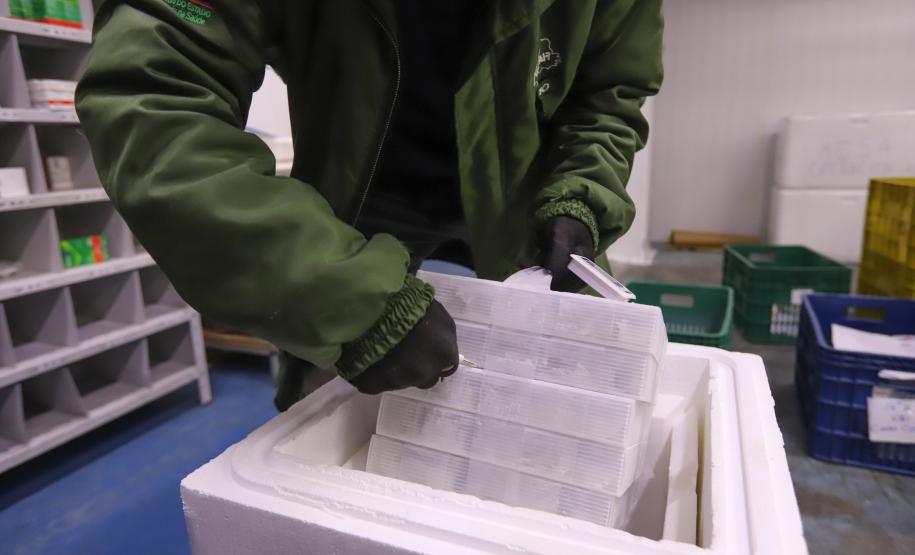 Saúde recebe maior remessa de vacinas contra a Covid-19 desde o início da campanha de vacinação