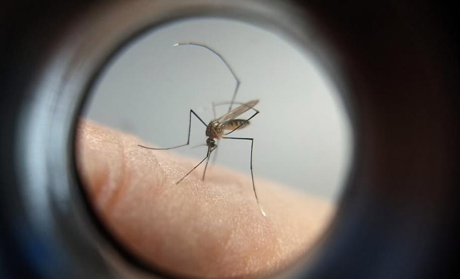 Paraná está há quase três anos sem registrar casos de febre amarela em humanos