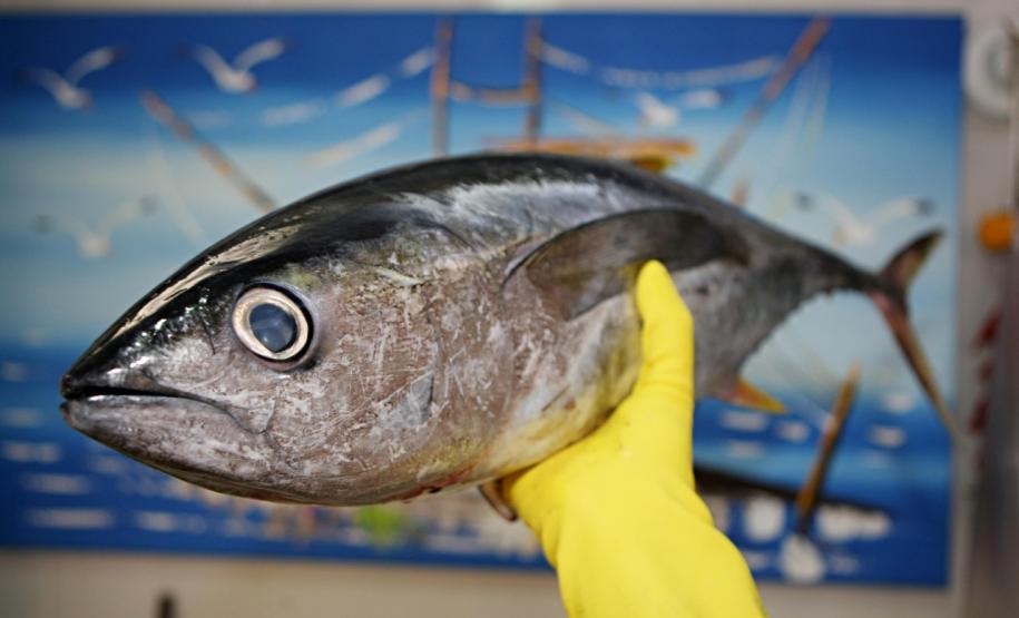 Vigilância Sanitária alerta sobre cuidados na compra de pescados para a Semana Santa.