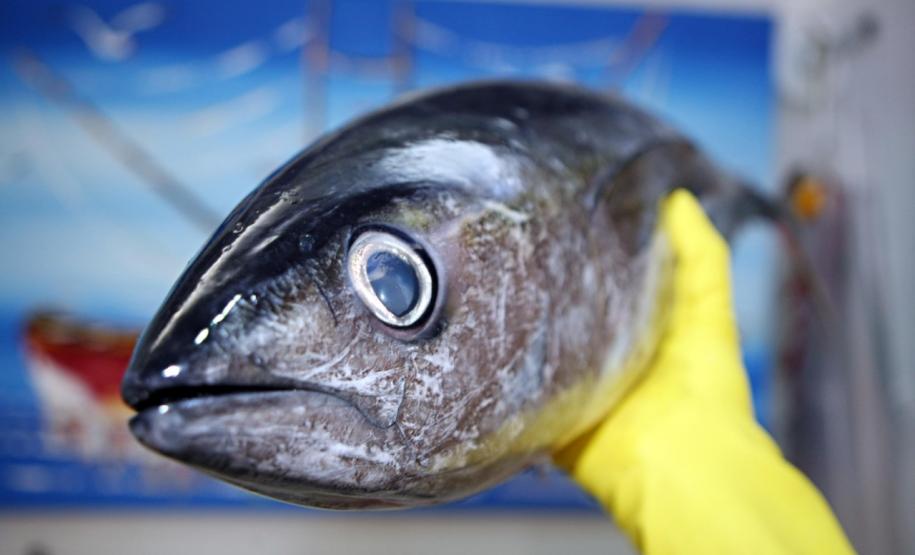 Vigilância Sanitária alerta sobre cuidados na compra de pescados para a Semana Santa.