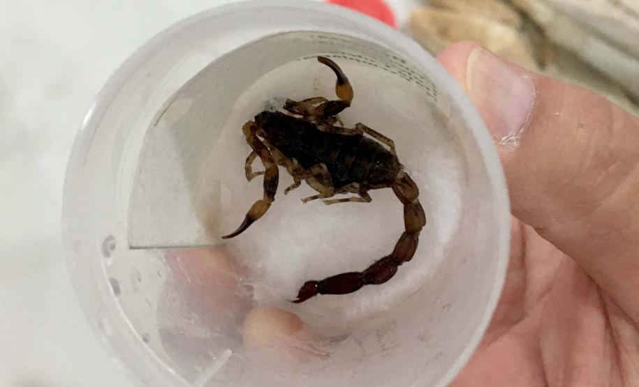 Saúde reforça cuidados para evitar acidentes com escorpião