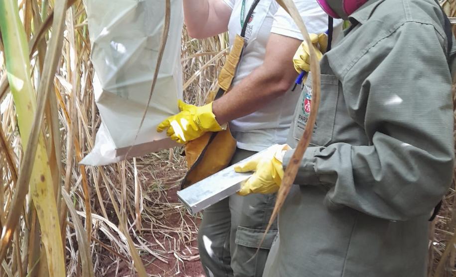 Sesa realiza ação de prevenção e controle da hantavirose em Guarapuava