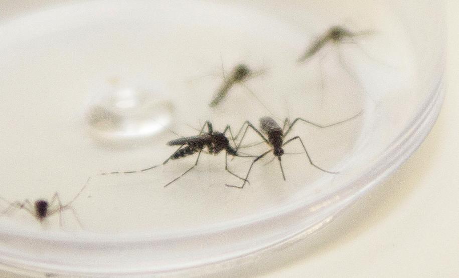 Estado estabelece frente de combate à dengue com ações efetivas em todo o Paraná