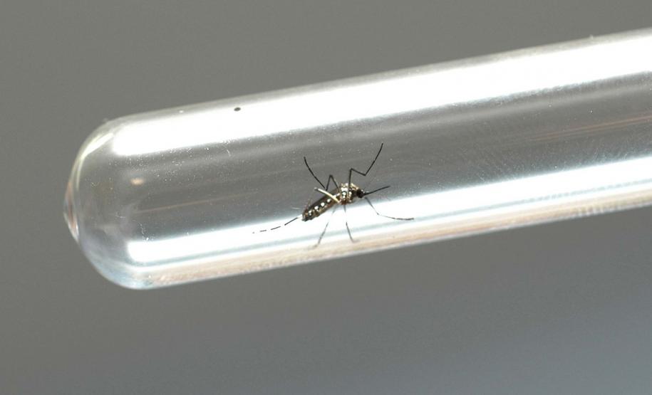 Estado estabelece frente de combate à dengue com ações efetivas em todo o Paraná
