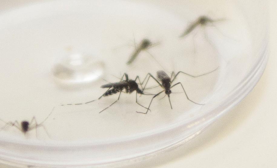 Secretaria da Saúde alerta para sintomas da dengue e importância do tratamento adequado