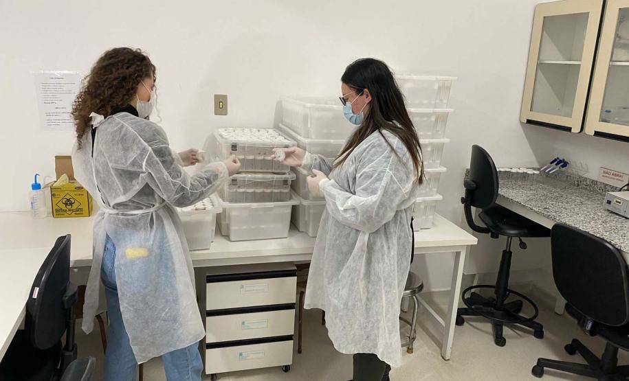 Captura anual de 45 mil aranhas-marrons viabiliza 15 mil ampolas de antiveneno no Paraná