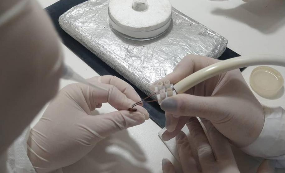 Captura anual de 45 mil aranhas-marrons viabiliza 15 mil ampolas de antiveneno no Paraná