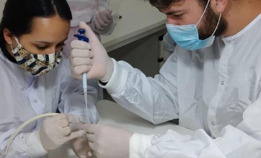 Captura anual de 45 mil aranhas-marrons viabiliza 15 mil ampolas de antiveneno no Paraná