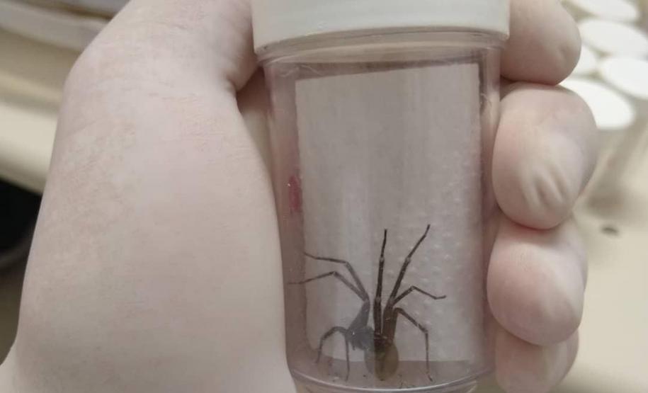 Captura anual de 45 mil aranhas-marrons viabiliza 15 mil ampolas de antiveneno no Paraná
