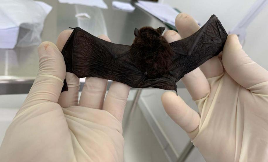 Mês das zoonoses: Saúde esclarece sobre a raiva e medidas em caso de acidente