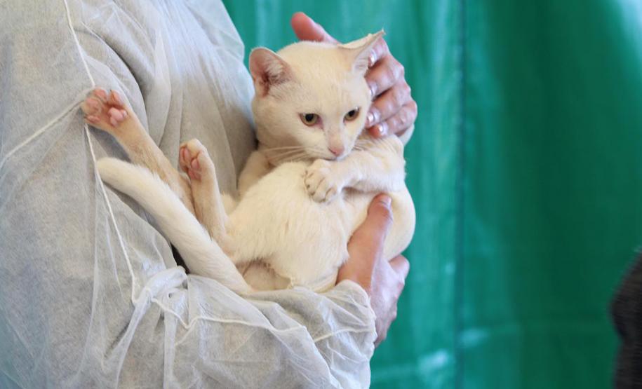 Paraná estabelece normas para destinação de animais mortos por esporotricose