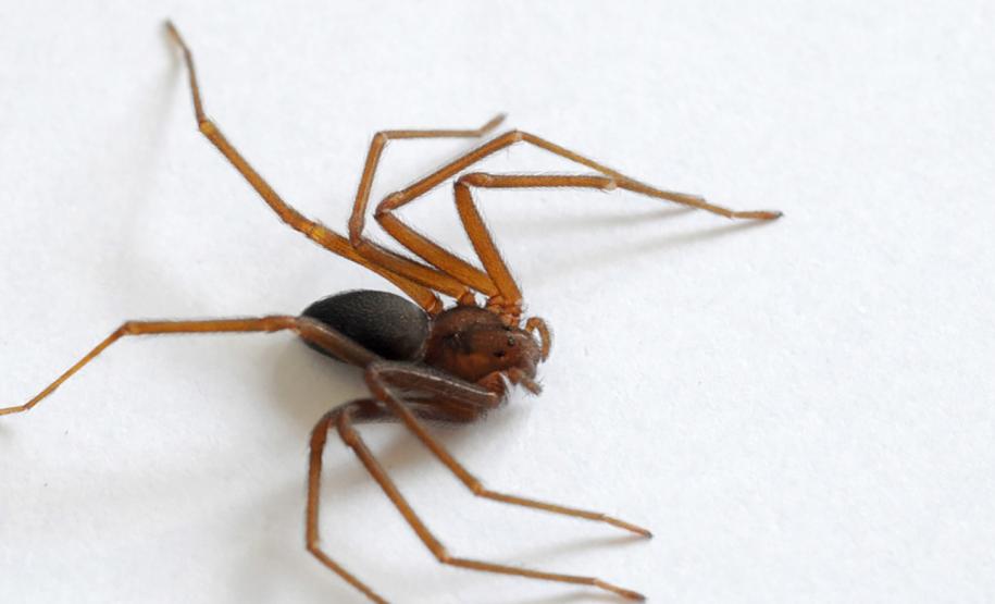 Após aumento de ocorrências, Saúde alerta para cuidados com animais peçonhentos