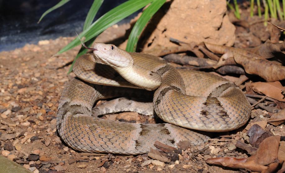 Após aumento de ocorrências, Saúde alerta para cuidados com animais peçonhentos