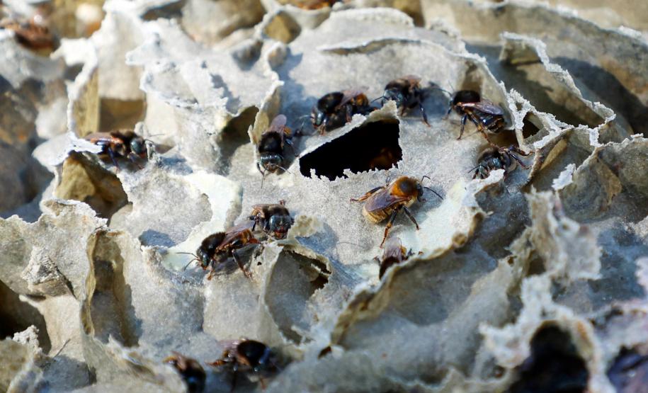 Após aumento de ocorrências, Saúde alerta para cuidados com animais peçonhentos