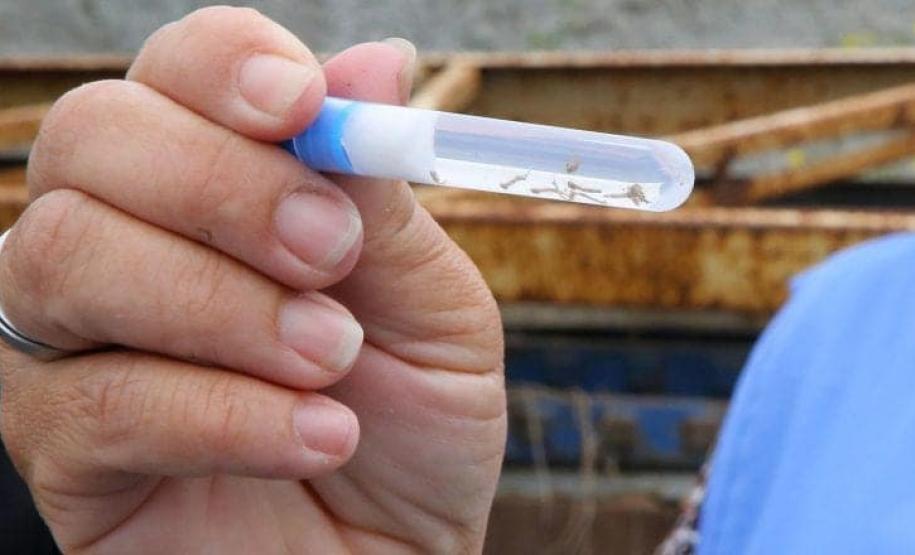 Dia D: Estado vai apoiar municípios na mobilização contra a dengue neste sábado