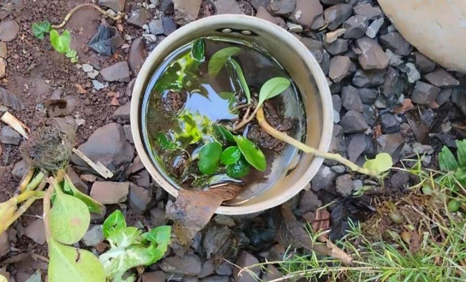 Ações do Dia D da dengue acontecem em todo o Paraná neste sábado