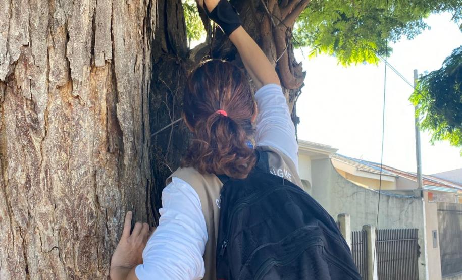 Com apoio das Regionais de Saúde, municípios realizam mutirão de combate à dengue