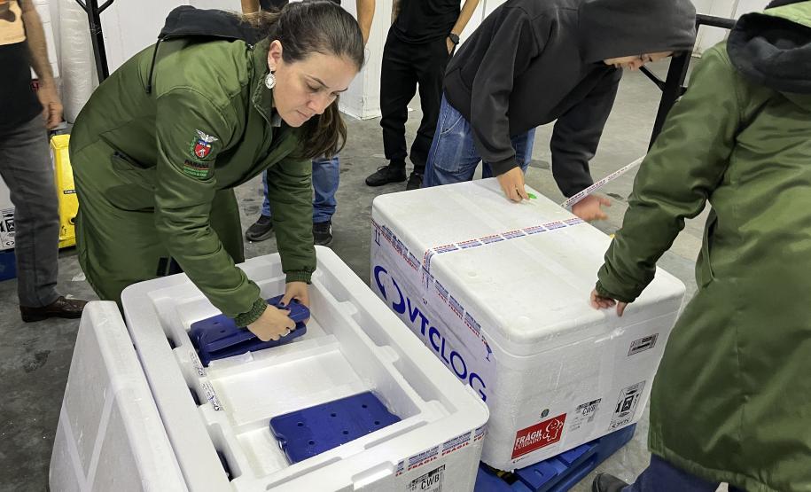 Paraná recebe 6.724 imunizantes contra a dengue para a região de Apucarana