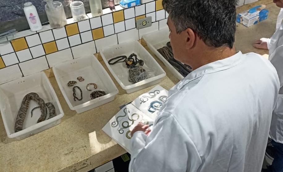 Saúde monitora serpentes no Estado e garante soro que neutraliza ação do veneno
