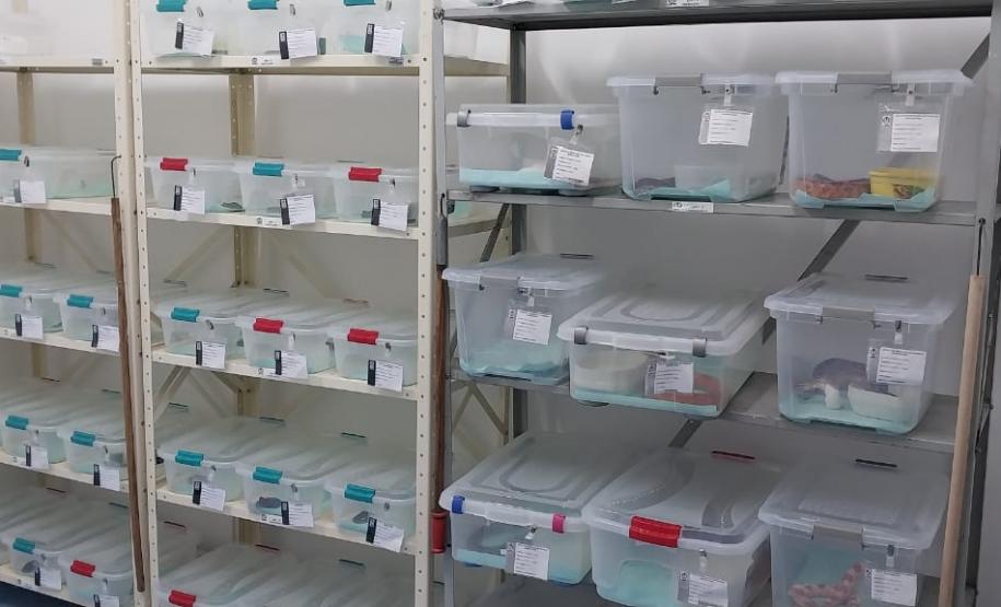 Saúde monitora serpentes no Estado e garante soro que neutraliza ação do veneno