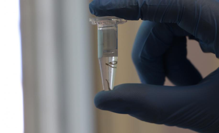 Biofábrica Wolbachia: Londrina e Foz do Iguaçu terão nova tecnologia de combate à dengue