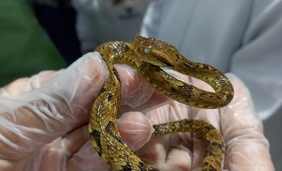 Saúde monitora serpentes no Estado e garante soro que neutraliza ação do veneno