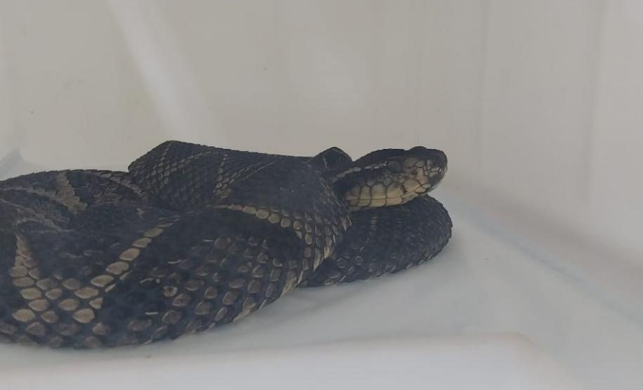 Saúde monitora serpentes no Estado e garante soro que neutraliza ação do veneno