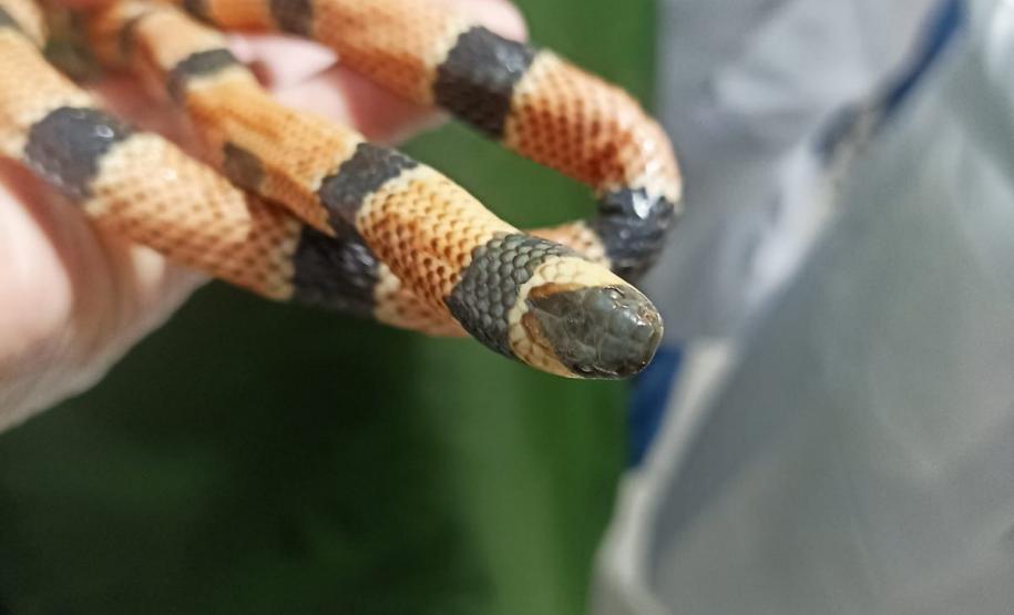 Saúde monitora serpentes no Estado e garante soro que neutraliza ação do veneno