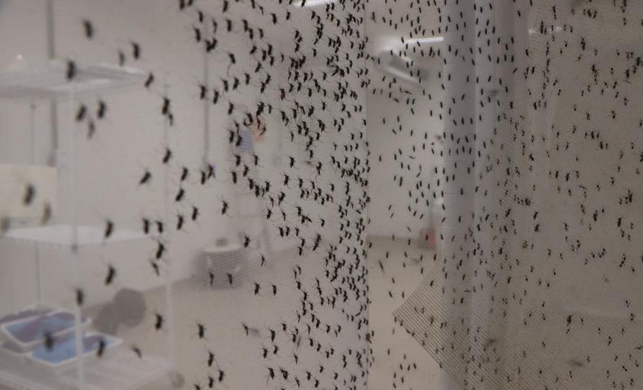 Biofábrica Wolbachia: Londrina e Foz do Iguaçu terão nova tecnologia de combate à dengue
