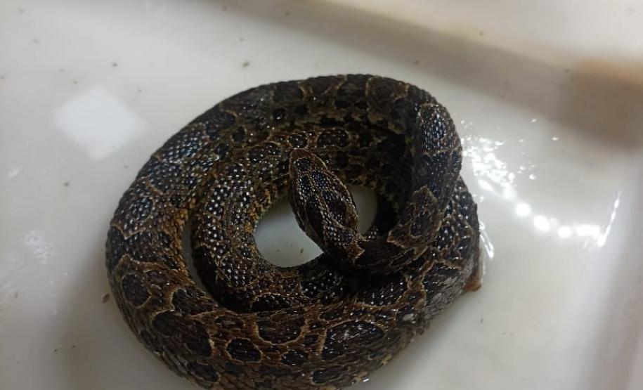 Saúde monitora serpentes no Estado e garante soro que neutraliza ação do veneno