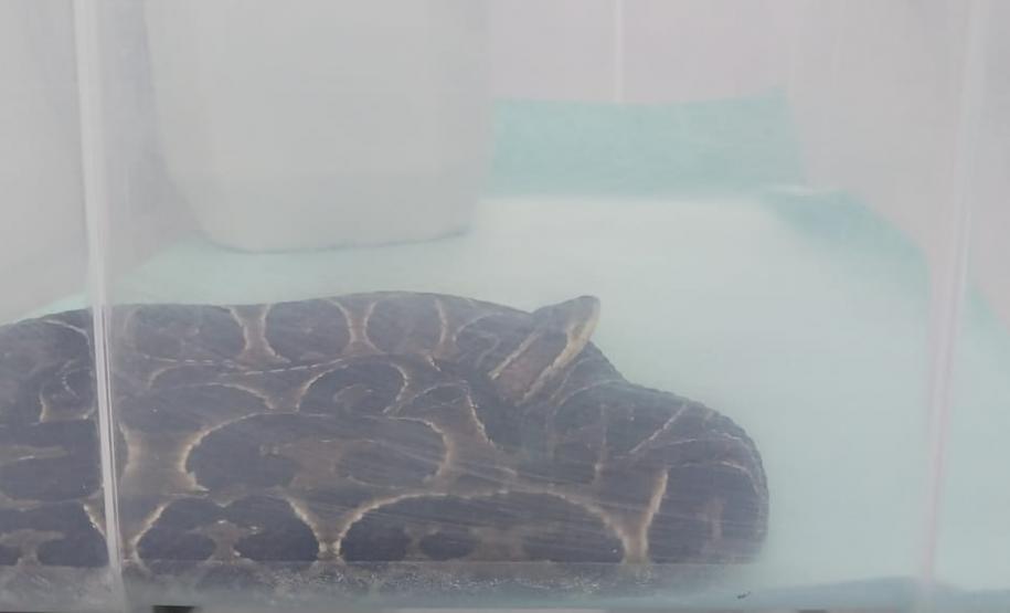 Saúde monitora serpentes no Estado e garante soro que neutraliza ação do veneno