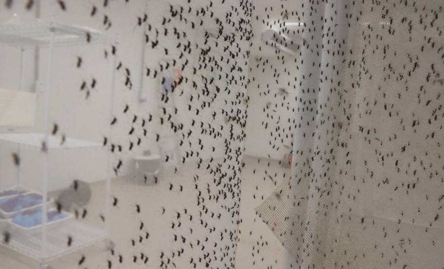 Biofábrica Wolbachia: Londrina e Foz do Iguaçu terão nova tecnologia de combate à dengue