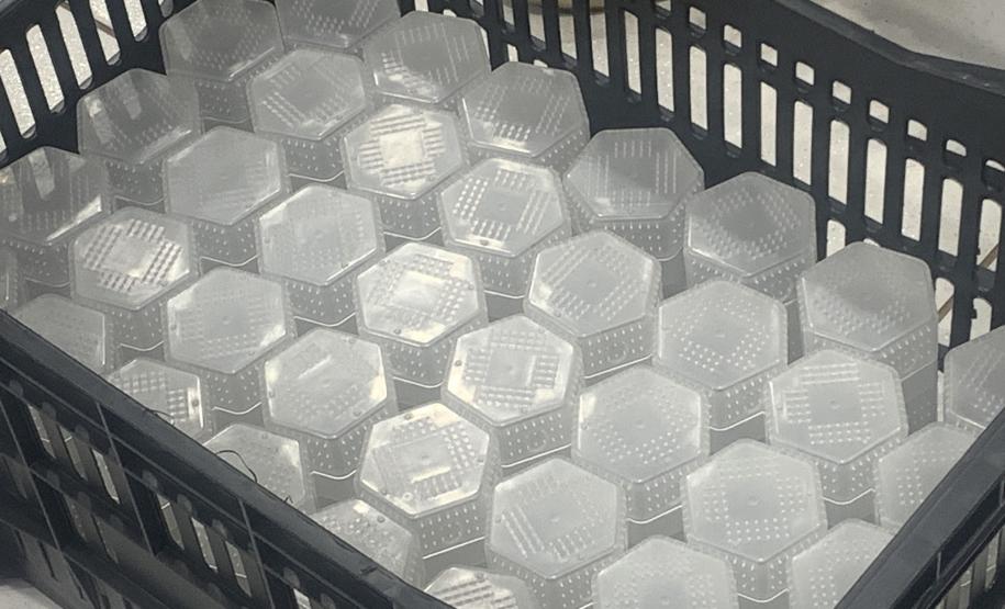 Método Wolbachia: Paraná solta mosquitos na inauguração da biofábrica em Foz do Iguaçu