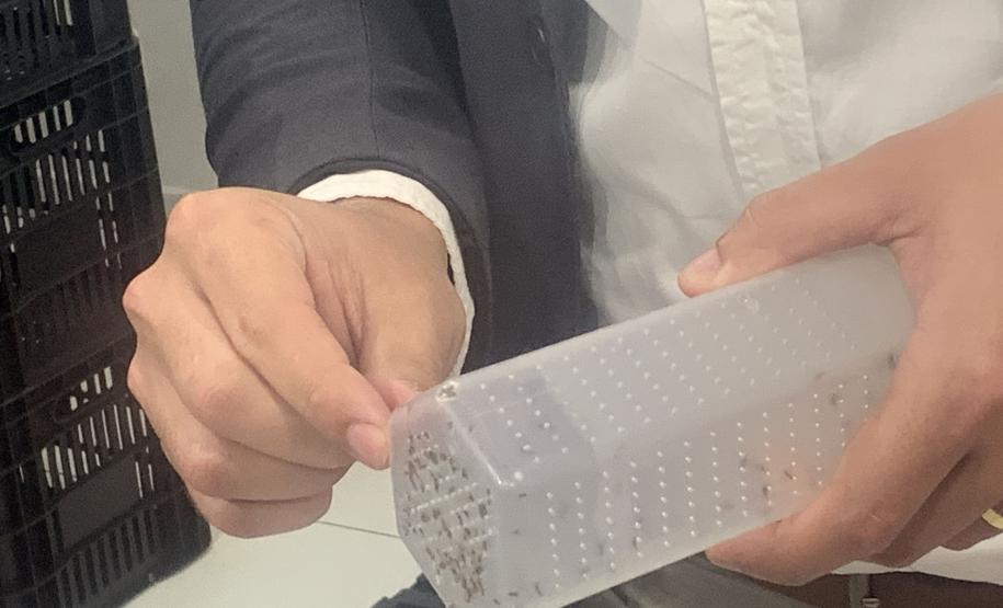 Método Wolbachia: Paraná solta mosquitos na inauguração da biofábrica em Foz do Iguaçu