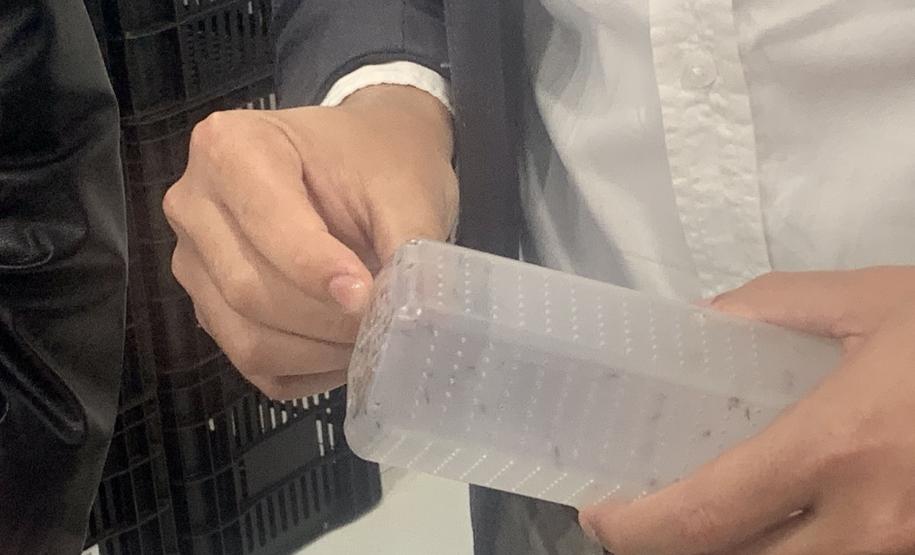 Método Wolbachia: Paraná solta mosquitos na inauguração da biofábrica em Foz do Iguaçu