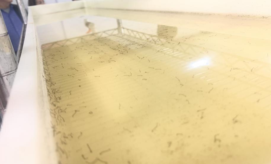 Método Wolbachia: Paraná solta mosquitos na inauguração da biofábrica em Foz do Iguaçu