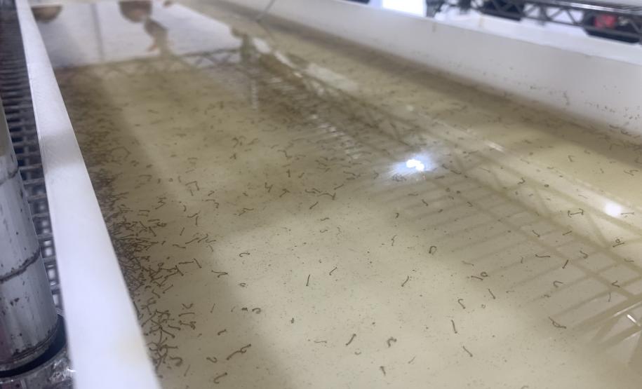 Método Wolbachia: Paraná solta mosquitos na inauguração da biofábrica em Foz do Iguaçu