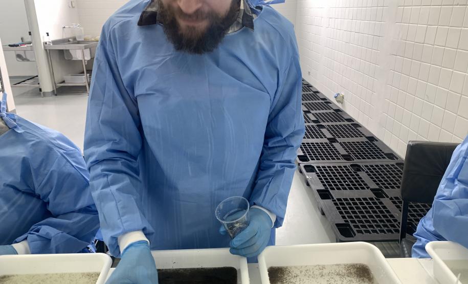 58 milhões de wolbitos devem ajudar Londrina no combate à dengue e arboviroses