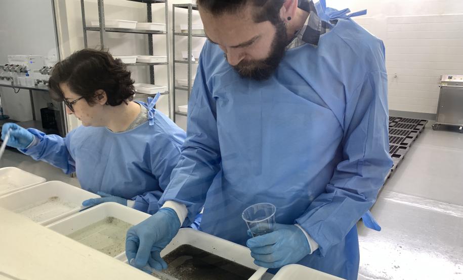 58 milhões de wolbitos devem ajudar Londrina no combate à dengue e arboviroses