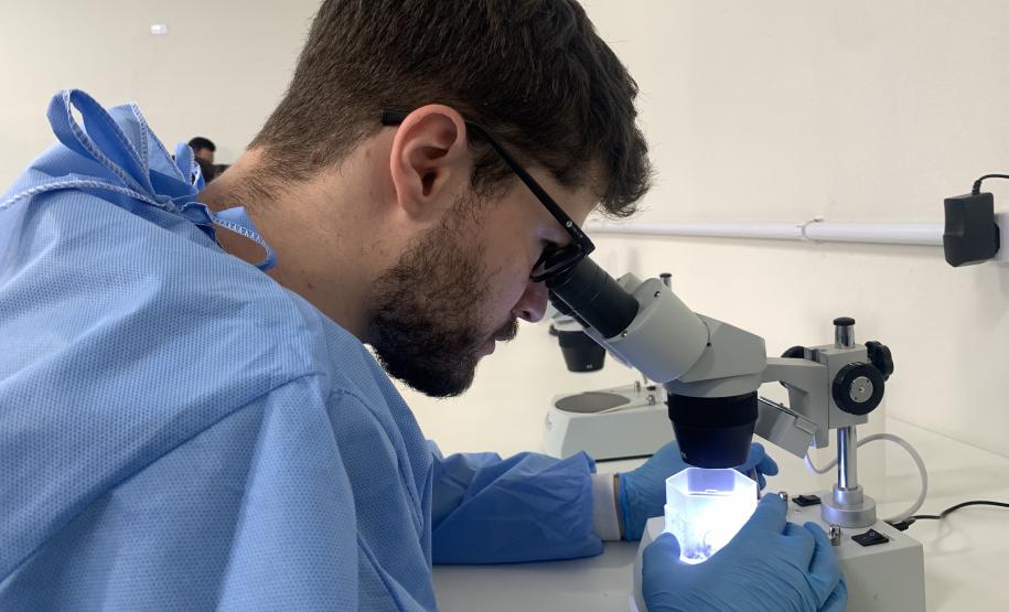 58 milhões de wolbitos devem ajudar Londrina no combate à dengue e arboviroses