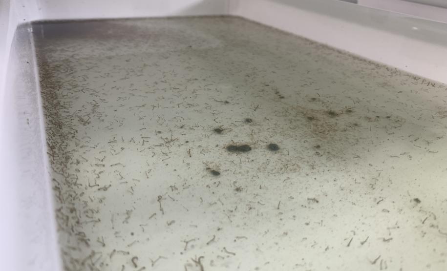 58 milhões de wolbitos devem ajudar Londrina no combate à dengue e arboviroses