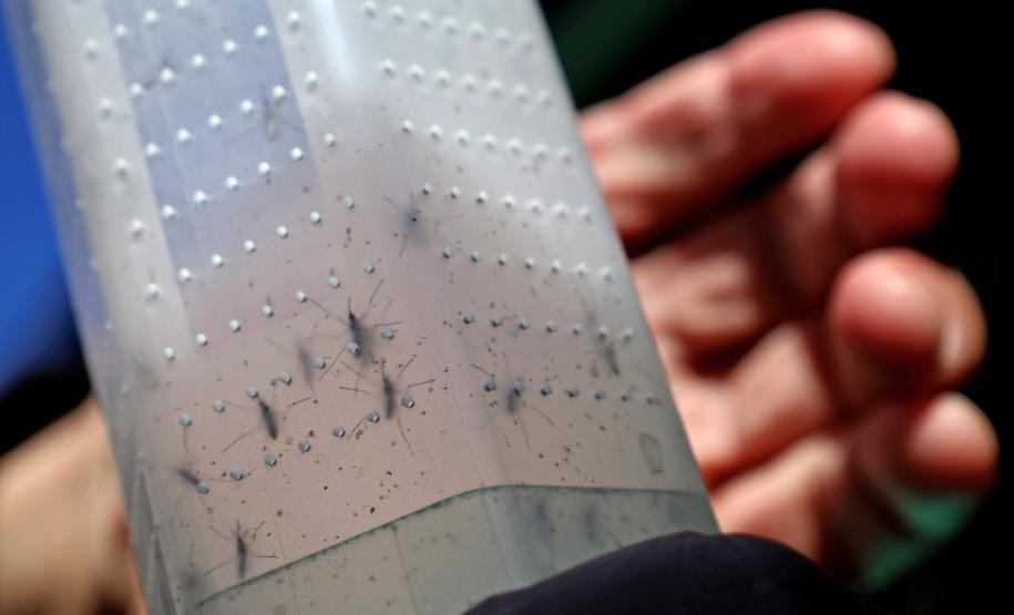 Combate à dengue: Londrina e Foz do Iguaçu vão soltar 4 milhões de Wolbitos na semana