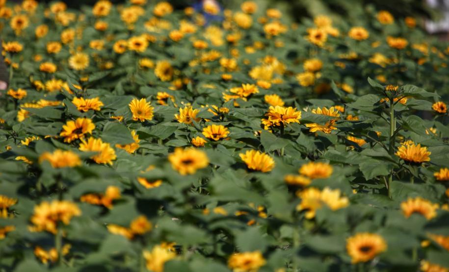 Primavera: Secretaria da Saúde orienta sobre alergias ocasionadas pela nova estação