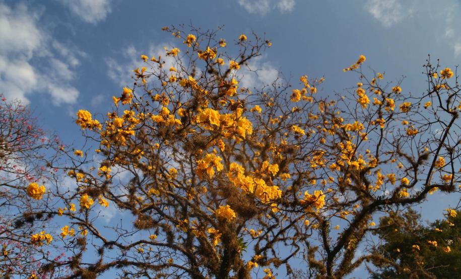 Primavera: Secretaria da Saúde orienta sobre alergias ocasionadas pela nova estação