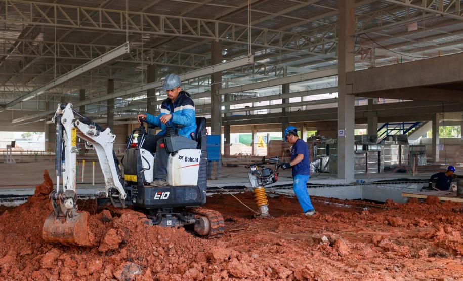 Maior biofábrica do mundo de mosquitos Wolbitos de combate à dengue será em Curitiba