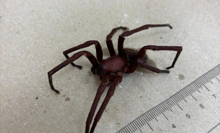 Secretaria da Saúde alerta para cuidados com animais peçonhentos durante o verão