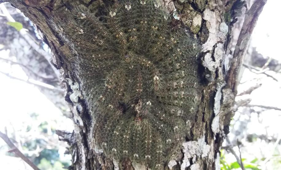 Secretaria da Saúde alerta para cuidados com animais peçonhentos durante o verão