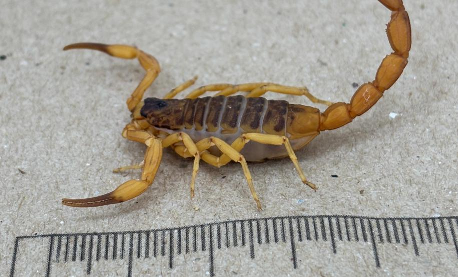 Secretaria da Saúde alerta para cuidados com animais peçonhentos durante o verão