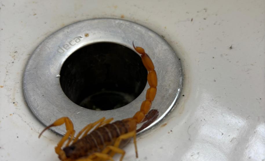 Secretaria da Saúde alerta para cuidados com animais peçonhentos durante o verão