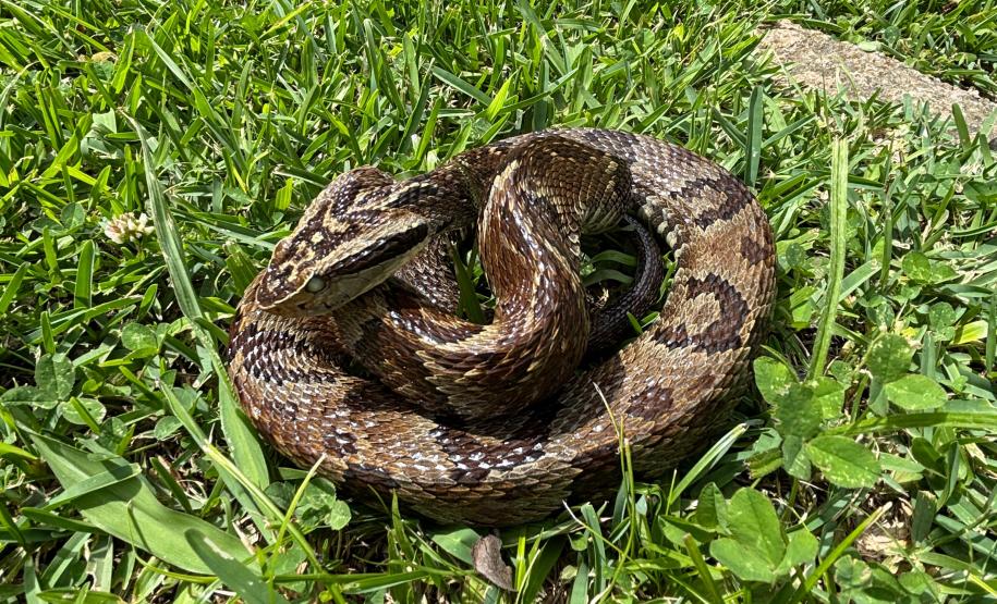 Secretaria da Saúde alerta para cuidados com animais peçonhentos durante o verão